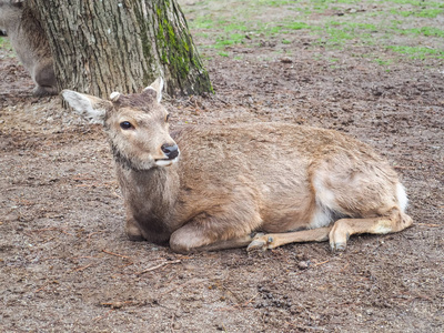可爱的鹿在奈良公园