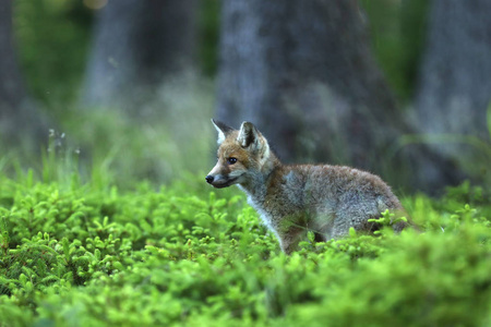 赤狐的真正狐狸Vulpes vulpes 最大的肖像