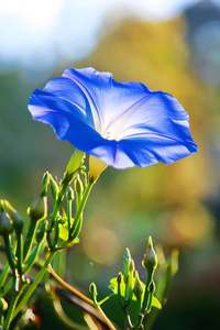 蓝色的花盛开
