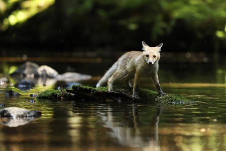 年轻雌虎的红狐狸留在河Vulpes vulpes