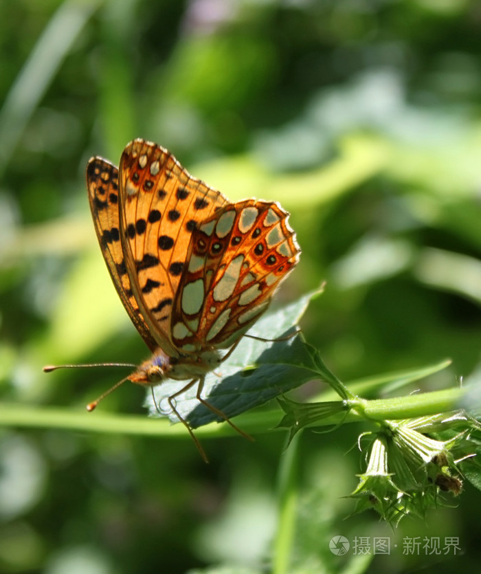 蝴蝶蝶泳轻浮的人游手好闲的人