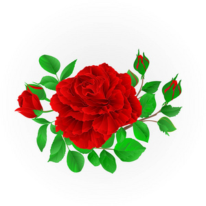 红玫瑰与芽和叶片老式喜庆背景矢量图可编辑