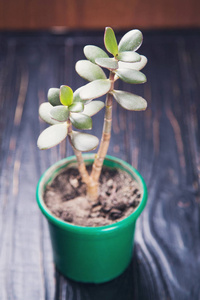 年轻的绿色室内盆栽植物图片