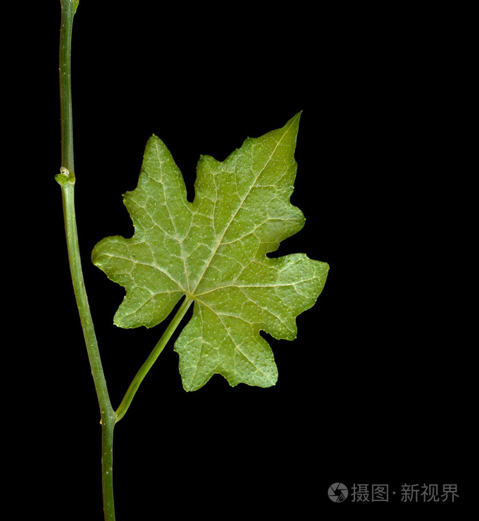 黑色背景下分离的叶子