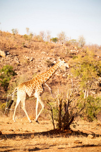 在南非野生动物保护区和长颈鹿图片