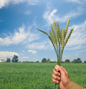 农夫与小麦作为农业的礼物