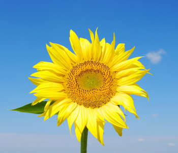 明亮的彩虹色的花葵花图片