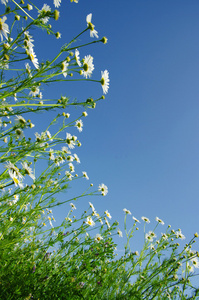 甘菊，黄春菊