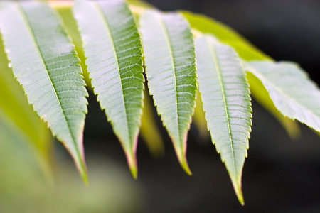 野生植物