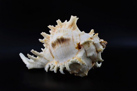 海中软体动物的壳，贝壳