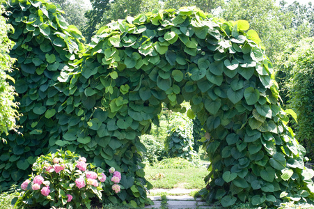花园拱门图片