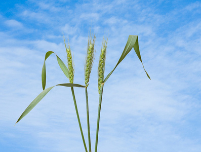 小麦植株