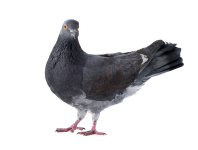 一只有着彩虹脖子和明亮眼睛的灰色鸽子, 冬天在公园里的白色背景上