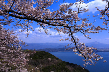 滋贺县琵琶湖与樱桃