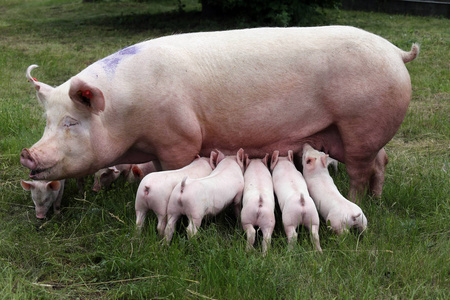 仔猪哺乳在农场上。小小的仔猪家庭