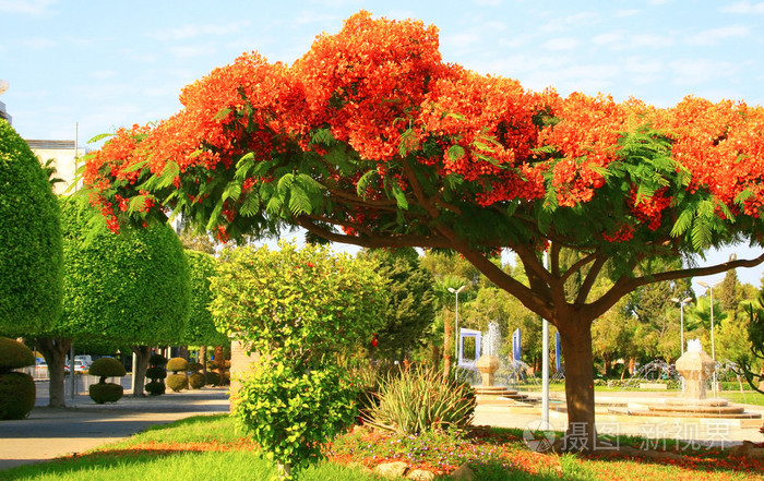 孔雀树上的孔雀花