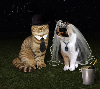 婚礼的猫图片-婚礼的猫素材-婚礼的猫插画-摄图新视界