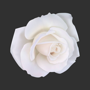 现实的白玫瑰，矢量图