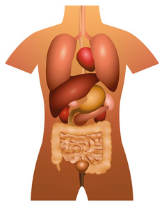 内脏器官人体解剖学