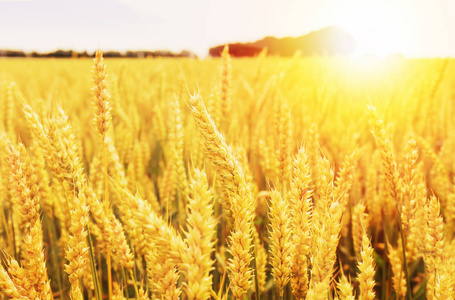 成熟的草甸麦田的耳朵的背景照片