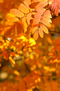 秋天的黄色树叶