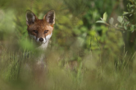 野生欧洲红狐狸 (vulpes vulpes) 高高的草丛中.绿色的 bochre.