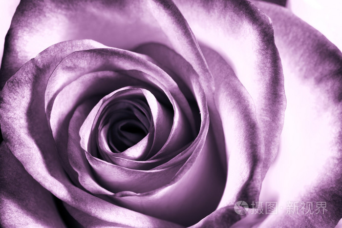 紫色玫瑰的花语和象征(紫色玫瑰的花语与寓意是什么)