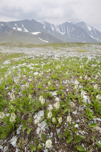 白色的花。俄罗斯阿尔泰山风景