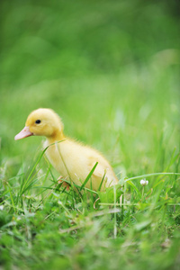 草地上的小鸭子