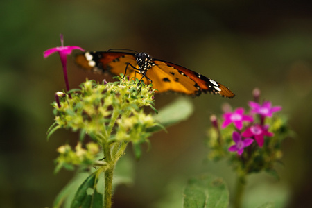斑蝶青斑蝶 斑蝶青斑蝶素材图片 斑蝶青斑蝶图片素材下载 摄图新视界