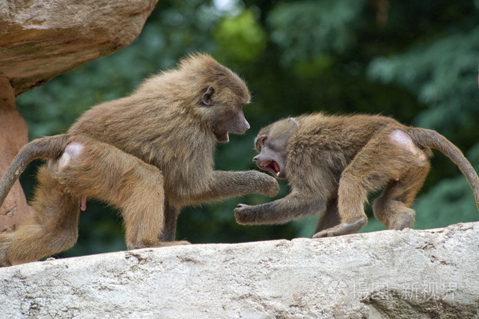 two baboons fighting