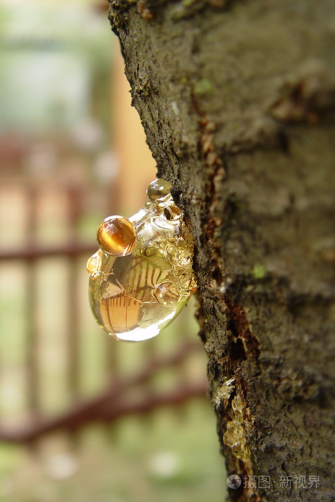 果树上的树脂