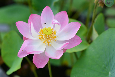 花莲花花美丽的自然颜色