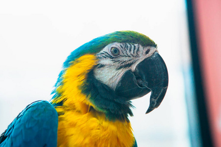 鹦鹉 Ara 鹦鹉蓝色和黄色的特写肖像