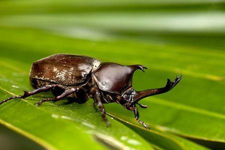 犀牛甲虫allomyrinadithotomus