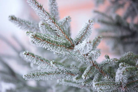 冷杉的枝上在雪地上