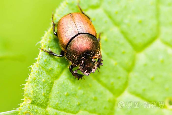 详细的微距摄影的甲壳虫爬上绿色勒