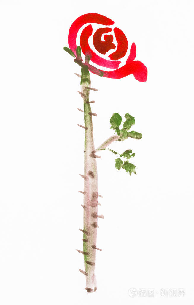多刺的玫瑰花朵手绘在白纸上