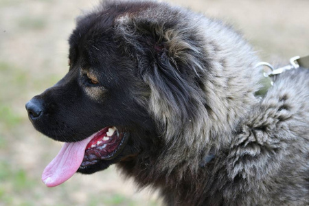 犬种高加索牧羊犬