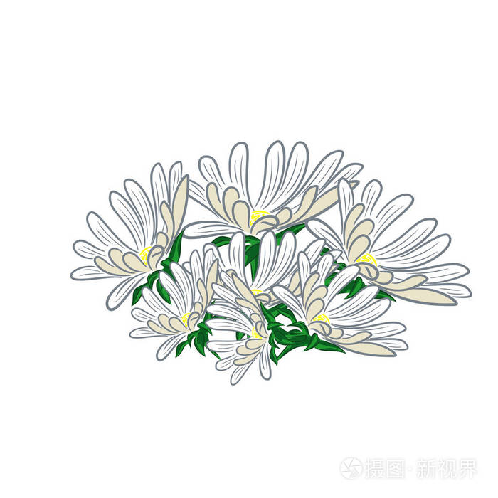 Chamomiles 和雏菊的香味