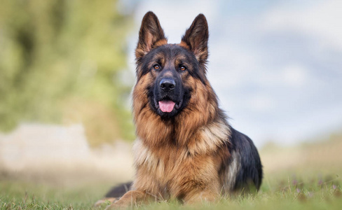 成人的德国牧羊犬图片