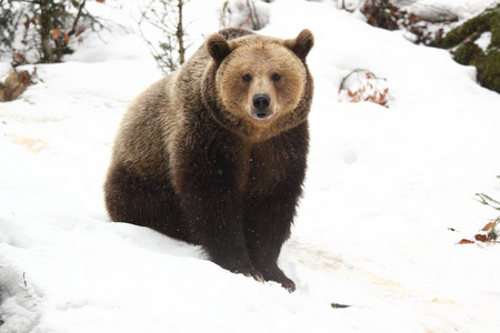 棕色的熊成雪