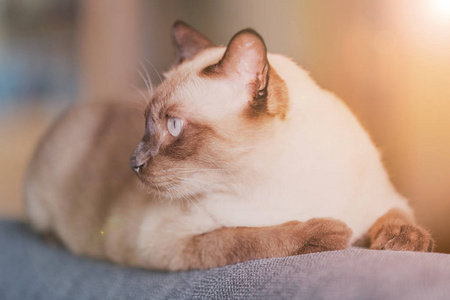 暹罗猫或密封棕色猫与灰色的眼睛，坐在沙发上休息