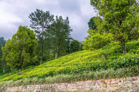 在斯里兰卡的茶叶种植园