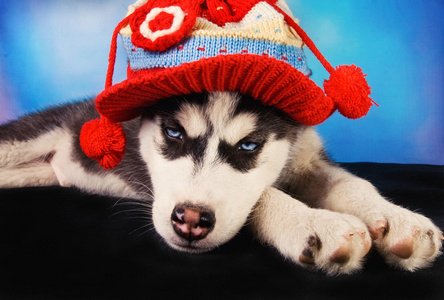 西伯利亚哈士奇小狗冬天穿衣服