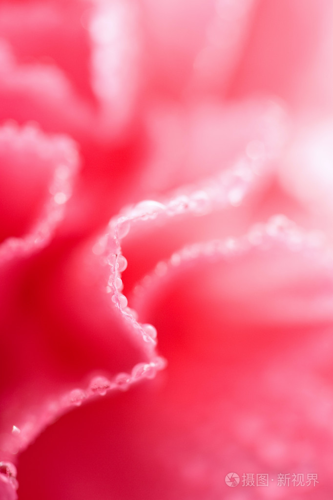 带有水滴的粉红色康乃馨花宏浅焦点