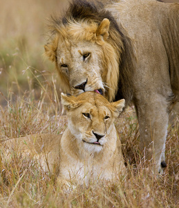狮子夫妇