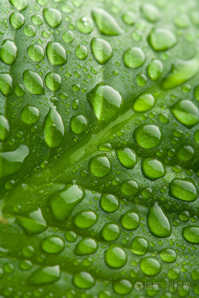 带有水滴的新鲜绿叶