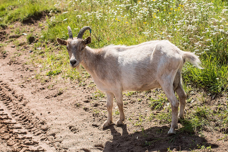 山羊角图片-山羊角素材-山羊角插画-摄图新视界
