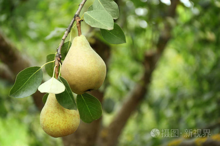 在花园的树上梨